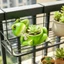 Chậu trồng cây mọng nước Ếch sáng tạo Tượng ếch nằm bằng nhựa ngộ nghĩnh có bó hoa Chậu hoa động vật nhỏ