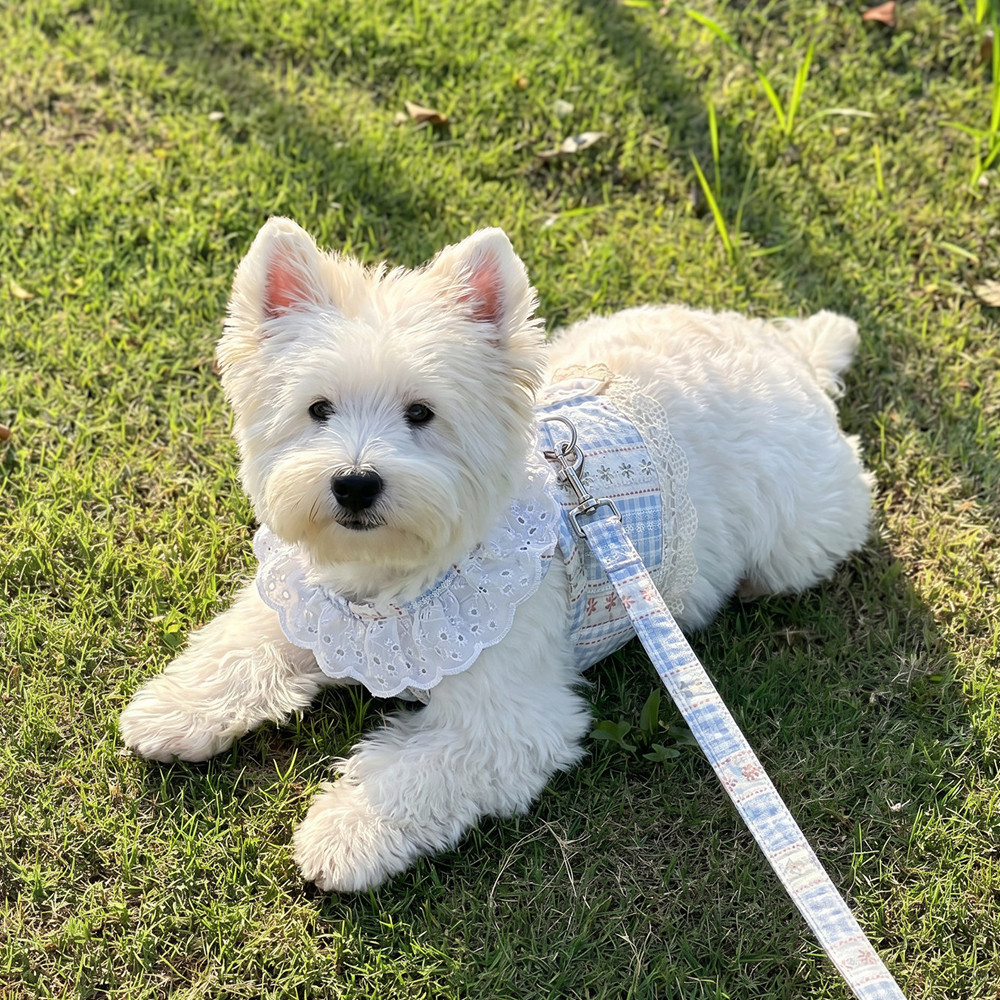 Thú Cưng Chó Ngực Lưng Dây Xích Hoa Pháp Ren Áo Phong Cách Phá Vỡ Đi Chơi Chuyên Dụng Chó Nhỏ Bichon Ren Đi Bộ Mèo Chó Dây Xích