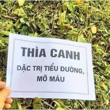 1kg Dây thìa Canh khô.Hỗ trợ mỡ máu,tiểu đường,viêm mạch máu,thải độc cơ thể..