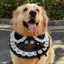 Dễ Thương Yếm Chó Phong Cách Mới 2026 Thú Cưng Nước Bọt Yếm Mùa Xuân Mùa Hè Vàng Retriever Satsuma Lớn Chó Trang Sức Khăn