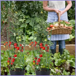 Lồng Cà Chua Cao Dọc Hỗ Trợ Trellis Lồng Cà Chua 3 Mảnh Cho Giường Lớn Cho Trang Trại Sân Vườn Trong Nhà Ngoài Trời mueadsyvn