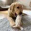 Đồ chơi nhai mèo QEARY, Cây đũa phép trêu ghẹo mèo len chống trầy xước, Đồ chơi mài Gnawing Ngộ nghĩnh chống cắn sang trọng Đồ chơi Kicker sang trọng tự chơi