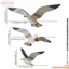 Bộ 3 trang trí nghệ thuật treo tường bằng gỗ sáng tạo 2D Seagull phẳng / Trang trí tường thiên nga cho phòng ngủ Phòng khách và hơn thế nữa