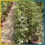 BVY DIY Plant Hỗ trợ khung trồng rau Cà chua Cột thép phủ nhựa 80 / 120 / 160cm Chiều cao 11mm Thi Plant cọc.