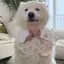 Thú Cưng Chó Phong Cách Mới Gấu Cánh Hoa Yếm Dễ Thương Vừa Chó Lớn Golden Retriever Alaska Yếm Yếm Trang Sức