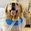 Thú Cưng Chó Nước Bọt Chó Yếm Chó Lớn Samoyed Golden Retriever Yếm Khăn Yếm Dễ Thương