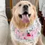 Yếm Phong Cách Mới Thú Cưng Nước Bọt Yếm Samoyed Trang Sức Chó Lớn Dễ Thương Chó Border Shepherd Golden Retriever Khăn quàng cổ