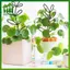 SWEET Cây Leo Khung Cho Hộp Đựng Trong Nhà Và Ngoài Trời Có Thể Điều Chỉnh Hỗ Trợ Cây Trellis Cho Sân Vườn Ban Công Chậu Cây Nho n