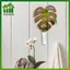 SWEET Nghệ thuật hiện đại bằng gỗ Monstera treo tường với ống nghiệm thủy canh Lý tưởng để trang trí nhà cửa n