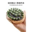 【New！】Tụ Ngọc Xiuyu răng túi khí massage bàn chải đầu vật lý trị liệu toàn thân kinh mạch khai thông xoa bóp bụng massage lược