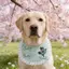 2026 Phong Cách Mới Xuân Hè Nước Bọt Khăn Khăn Yếm Nhỏ Vừa Chó Lớn Husky Samo Golden Retriever Yếm Dễ Thương