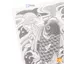 Koi Fish Tattoo Stiers Thiết kế chống nước 3D Bán vĩnh viễn Lý tưởng cho nghệ thuật cơ thể độc đáo mới