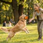 QEARY Dog Chew Ball, Bóng đồ chơi thú cưng hoạt hình có độ đàn hồi cao, Đồ chơi huấn luyện bóng nảy chống cắn bằng cao su dễ thương cho chó lớn nhỏ