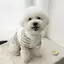 【Ready Stock】 Pet Dog Cat Clothes Spring and Summer New Cute Colorful Sausage Dog Vest Teddy Bichon Small Dog Clothing 9QqG