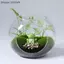 {AKIN} 10 / 20 Tượng Ếch Nhựa Mini Tượng Ếch Trang Trí Sân Vườn Đồ Trang Trí Vườn Cổ Tích Đồ Trang Trí Trong Nhà / Ngoài Trời Microlandscapes Trang Trí Nhà {a}