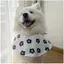 2026 Thú Cưng Chó Trung Bình Chó Lớn Samoyed Biên Giới Golden Retriever Alaska Hoạt Hình Dễ Thương Nước Bọt Khăn