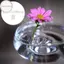 Hodou Hydroponic Nổi Hoa Giá Đỡ Hoa Nổi Thân Cây Trong Suốt Thân Màn Hình Sắp Xếp Dụng Cụ Tổ Chức VN