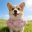 Hoạt Hình Mùa Xuân Nước Bọt Khăn Corgi Border Shepherd Yếm Khăn Mới Dễ Thương Tròn Nhỏ Vừa Chó Lớn