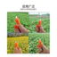 Rau Chọn Dụng Cụ Tiện Dụng Ngón Tay Cots Trái Cây Đa Năng Kẹp Rau Điểm Peeler Hoa Chọn Trái Cây Chọn Yuan Loquat