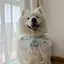 Samoyed Nước Bọt Khăn Vừa Lớn Chó Yếm Thú Cưng Nước Bọt Khăn Nơ Dễ Thương Đạo Cụ Ảnh Phụ Kiện