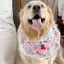 Yếm Phong Cách Mới Thú Cưng Nước Bọt Yếm Samoyed Trang Sức Chó Lớn Dễ Thương Chó Border Shepherd Golden Retriever Khăn quàng cổ
