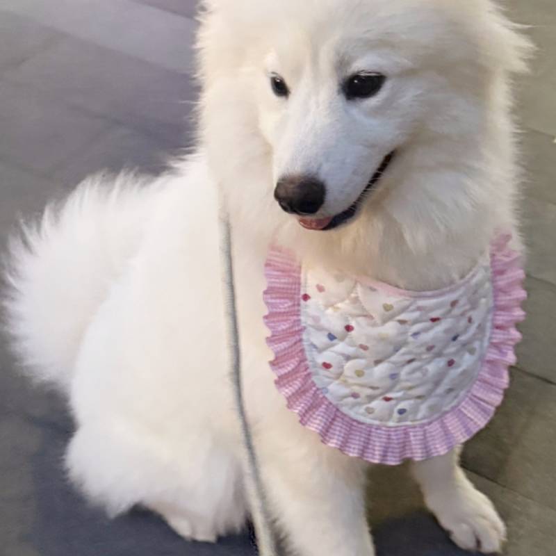 Alaska Samo Golden Retriever Pet Dog Nước bọt Khăn Yếm Dễ Thương Ăn Chống Bẩn Chó Lớn Yếm Thú Cưng