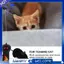 Điều Khiển Từ Xa Trò Đùa Đồ ChơiPrank Chuột Giả Thực Tế Sang Trọng Chuột Giáng Sinh Lừa Ma Quái Đồ Chơi Cho Mèo Chó Kid
