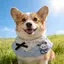 Hoạt Hình Dễ Thương Mùa Xuân Nước Bọt Khăn Corgi Border Shepherd Yếm Khăn Tròn Túi Nhỏ Vừa Chó Lớn