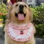 Thú Cưng Tròn Túi Nhỏ Vừa Lớn Chó 2026 Phong Cách Mới Xuân Hè Tròn Túi Hoạt Hình Yếm Vàng Retriever Túi Tròn Nước Bọt Khăn