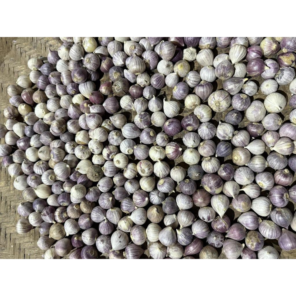 (BÁN CHẠY) TỎI CÔ ĐƠN Nhỏ KHÔ -1KG TẶNG 500G HÀNH TÍM