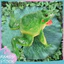 < Pluscloth > Máy trợ giảng Bullfrog Họa tiết trong suốt thu nhỏ