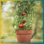 BVY DIY Plant Hỗ trợ khung trồng rau Cà chua Cột thép phủ nhựa 80 / 120 / 160cm Chiều cao 11mm Thi Plant cọc.