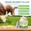 Kem Tallow Bò Ruồi Hữu Cơ- Nuôi Dưỡng Da Không Mùi Cho Cơ Thể Mặt