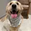 2026 Phong Cách Mới Mùa Hè Mỏng Phong Cách Vừa Chó Lớn Satsuma Golden Retriever Trang Sức Túi Tròn Chó Nước Bọt Khăn Thú Cưng Yếm
