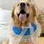 Thú Cưng Chó Nước Bọt Chó Yếm Chó Lớn Samoyed Golden Retriever Yếm Khăn Yếm Dễ Thương