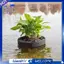 Ấm hoa nổi cho ao- Vải dệt 2 chiếc Ấm hoa ao nổi cho tính năng nước thủy canh