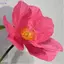 SAIA Nhân Tạo Hoa Mẫu Đơn, Hoa Giấy Đầu Hoa Lớn 40cm, Đạo Cụ Cánh Hoa Lông Tơ Trưng Bày Sàn Hoa Giả Cảnh Quan Đám Cưới