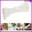 Cây trồng trong nhà Chậu hoa bấc tưới cây trong nhà