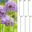 <cosyh>Plant Stakes Lily Peony Rose Flower Stem Stem Plant Support Easy To Use