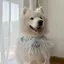 Samoyed Nước Bọt Khăn Vừa Lớn Chó Yếm Thú Cưng Nước Bọt Khăn Nơ Dễ Thương Đạo Cụ Ảnh Phụ Kiện