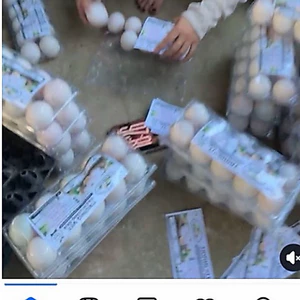 trứng vịt 10 quả