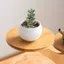 WANYEDI 1 Giá trưng bày mọng nước, Giá đỡ cây hình cây tre, Trang trí máy tính để bàn bền bỉ Giá đỡ chậu hoa nhiều tầng Văn phòng tại nhà