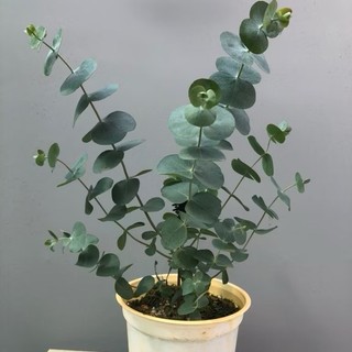 Cây đô la bạc (tên tiếng Anh: Silver Dollar, tên khoa học: Eucalyptus cinerea) là một loại cây thân gỗ thuộc họ Bạch đàn