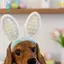 SiaBiced Dachshund Tượng Thỏ Theo Chủ Đề Ngày Lễ Chó Trong Thỏ Trang Phục Tượng Thiết Kế Dễ Thương Lễ Phục Sinh Dachshund Tượng Cho Để Bàn, Đồ Trang Trí