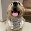 2026 Phong Cách Mới Mùa Hè Mỏng Phong Cách Vừa Chó Lớn Satsuma Golden Retriever Trang Sức Túi Tròn Chó Nước Bọt Khăn Thú Cưng Yếm