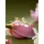 Bông Tai Bướm Bạc 925 Bông Tai Kim Nữ Cao Cấp Phong Cách Trung Hoa Hanfu Sườn Xám Phụ Kiện Bông Tai Dài Phong Cách Chống Dị Ứng 5.31