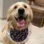 2026 Phong Cách Mới Mùa Hè Mỏng Phong Cách Vừa Chó Lớn Satsuma Golden Retriever Trang Sức Túi Tròn Chó Nước Bọt Khăn Thú Cưng Yếm