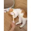 Hàng sẵn có Khăn bông ngoại cỡ Teasing Cat Sticks Đồ chơi cho mèo Mài răng Làm sạch răng cho thú cưng Đồ chơi đánh hơi Catnip Dụng cụ giảm đau nhàm chán tự làm
