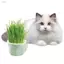 Máy trồng hộp cỏ cho mèo ZENZON, Bộ trồng cây Microgreens thiết kế phân cấp thủy canh, thúc đẩy tiêu hóa Dễ dàng phát triển Chậu trồng cỏ cho mèo có thể tháo rời Hộp trồng cây không đất trong vườn