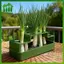 SWEET Green Onion Planter Hydroponic Growing Kitpact Hệ thống làm vườn tại nhà cho ban công nhà bếp Dễ dàng trồng rau n